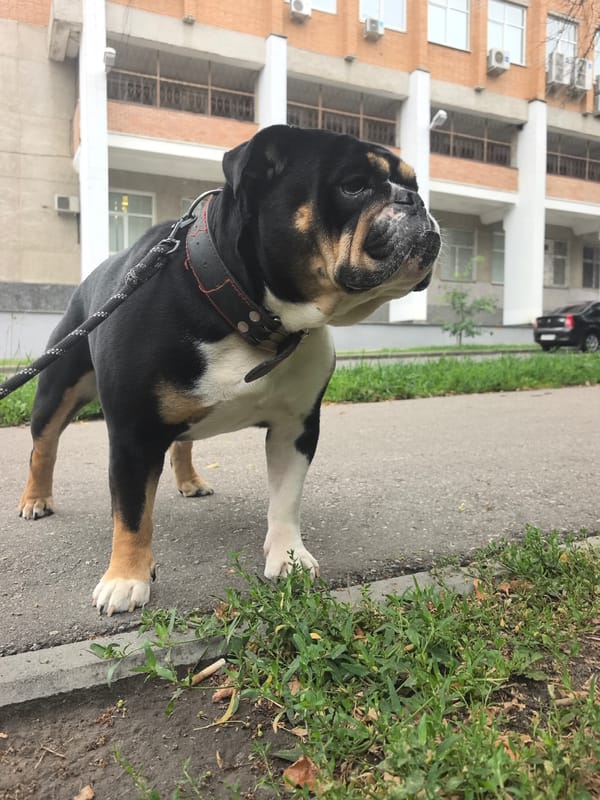 English bulldog walk near Gaponov-Grekhov statue, Nizhny Novgorod