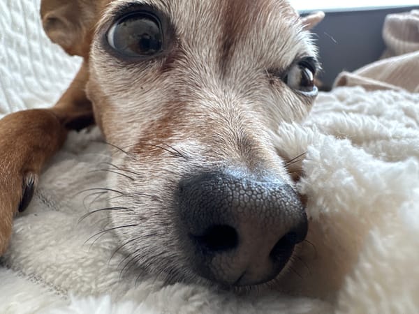 Dog naps and window-watches through a quiet Sunday morning