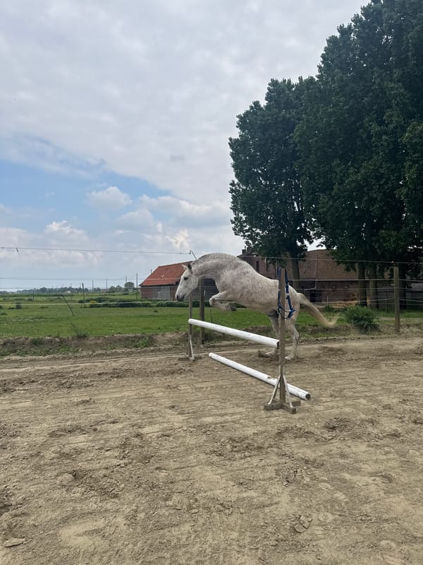 Horse jumping practice session captured in Belgian equestrian arena