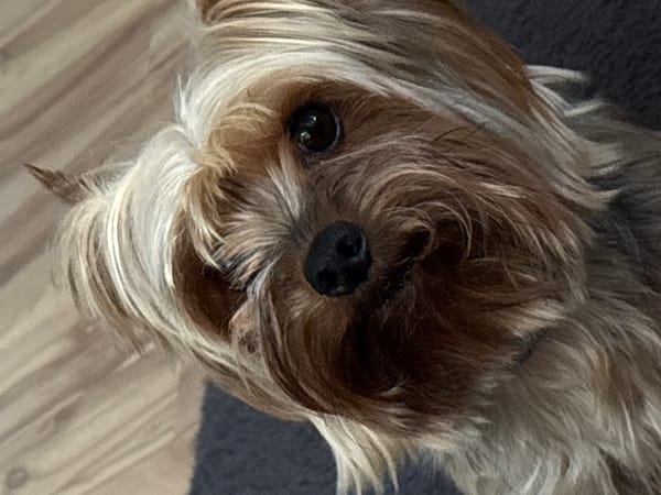 Yorkshire Terrier and decorated tree trunk spotted in Sofia