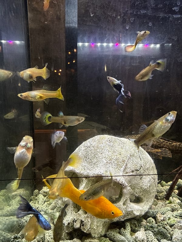 Colorful guppy tank glowing under LED lights in Yachiyo