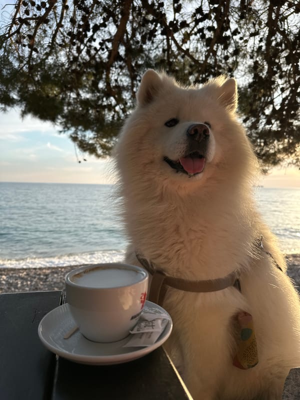 Coffee break with Samoyed dog captured in Bar, Montenegro