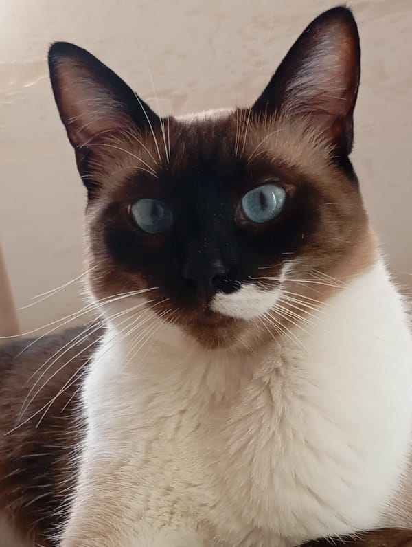Siamese cat relaxing at home in Batumi, Georgia