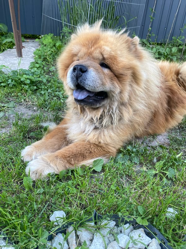Chow Chows lounging in the backyard, tongues out