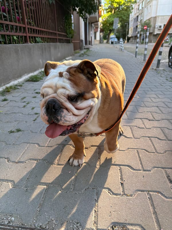Spring afternoon scenes documented across Sofia, Bulgaria