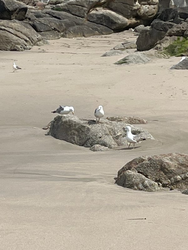 Witnesses document seagulls and coastal scenes in A Coruña