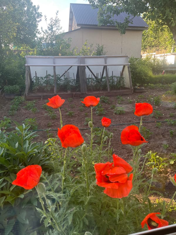Morning scenes documented in Chaikovsky: garden poppies, indoor storage