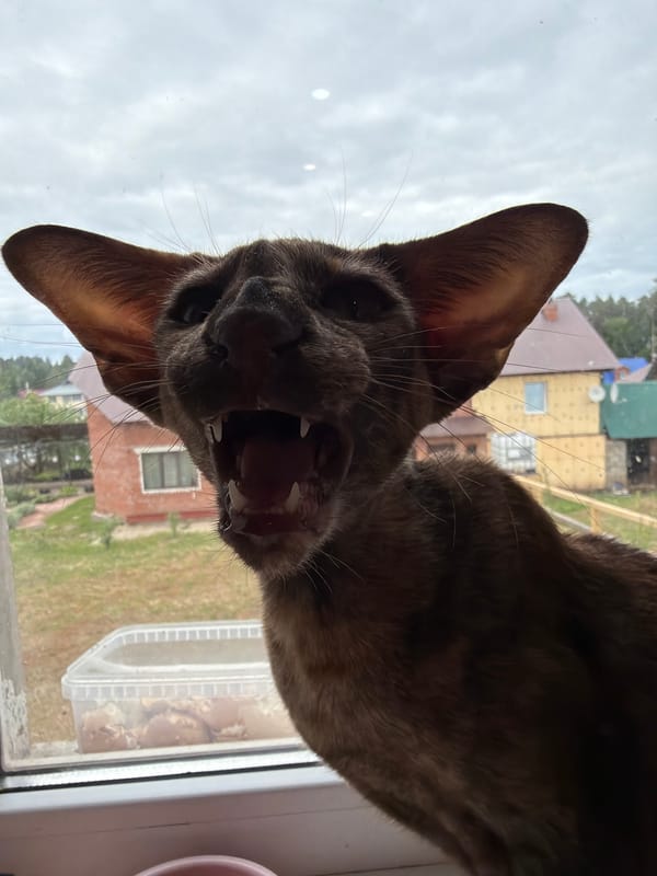 Cats spotted in different Chaikovsky locations within minutes
