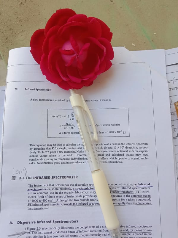 Rose-themed morning moments captured in Bahawalpur residential setting