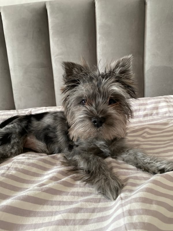 Small gray dog photographed resting at home in Russia