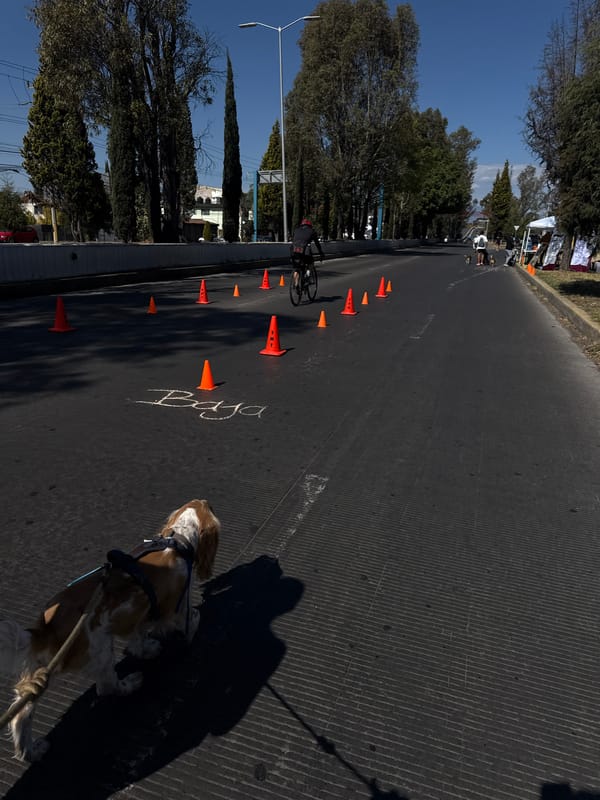 Outdoor road event with cyclist and dog in Cholula