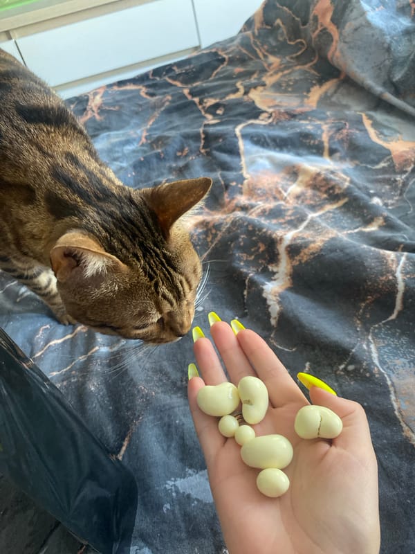 Early morning pet interactions and domestic moments in Chaikovsky