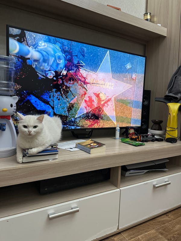 Cat sits on shelf in Magnitogorsk media room