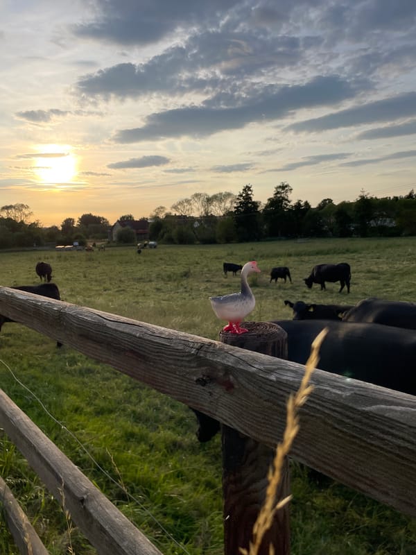 Summer evening in rural Hesse, cattle, roads, and small details