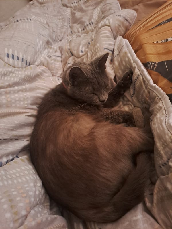 Gray cat with pink collar rests on bed in Varshets