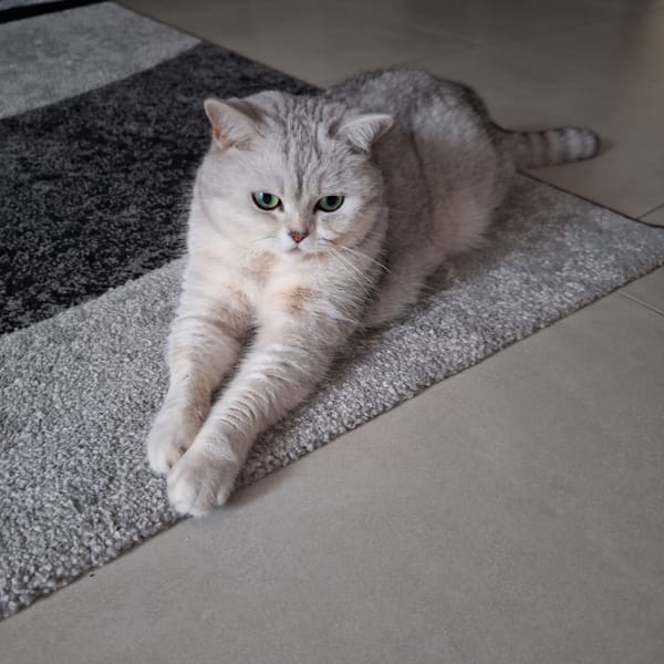Silver tabby cat lounging on grey carpet, multiple angles