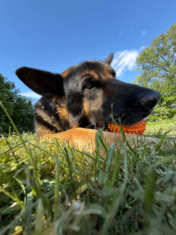 German Shepherd plays with orange ball in Belarus countryside
