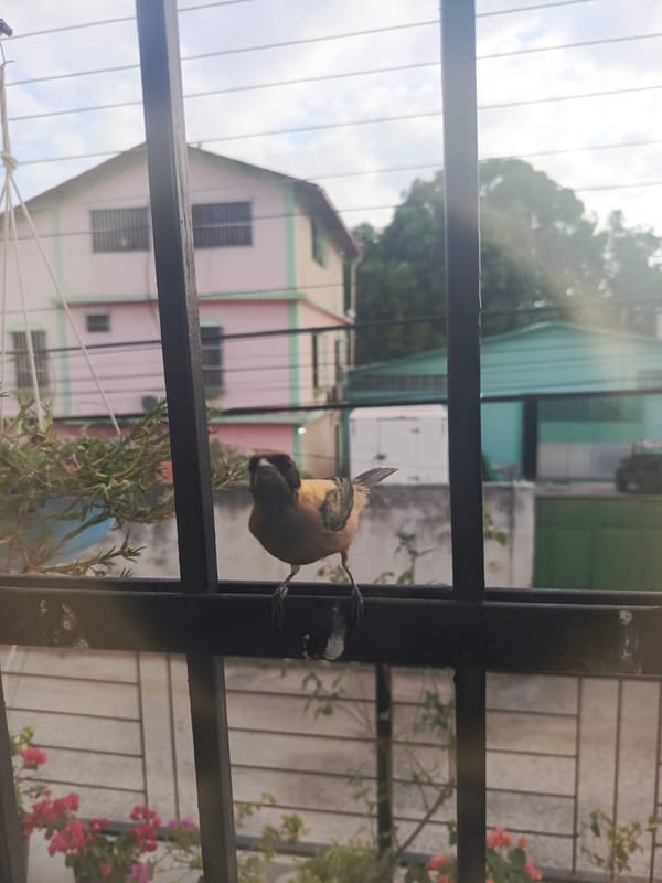 Golden-olive Tanager spotted on security railing in Tinaquillo, Venezuela