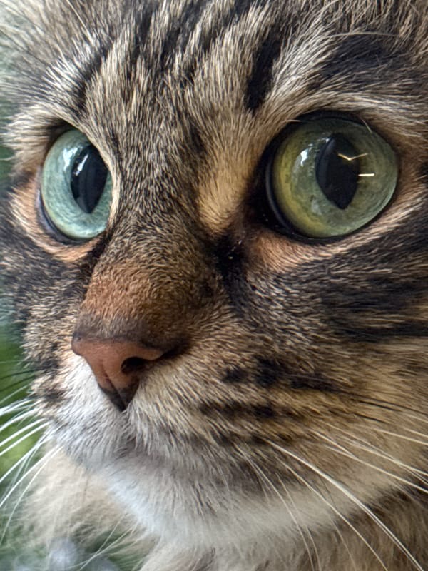 Close-up portraits of a tabby cat in Saint Petersburg