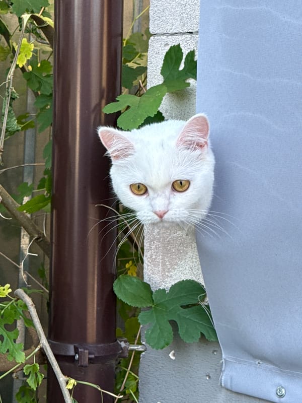 White cat explores a sunlit ledge, peeking and posing outside