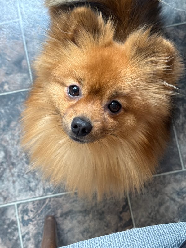 Coffee and a Pomeranian: a quiet morning in Khimki
