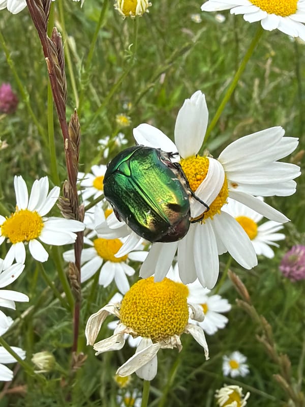 Metallic green beetle up close on daisies in Kazan
