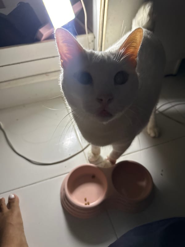 White heterochromatic cat documented in North Jakarta home morning