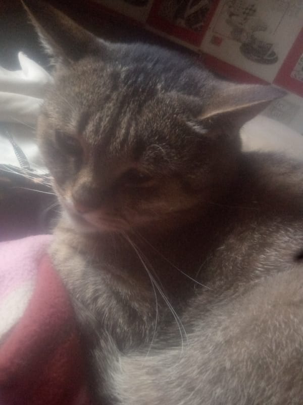 Tabby cat resting on pink blanket in Chernihiv