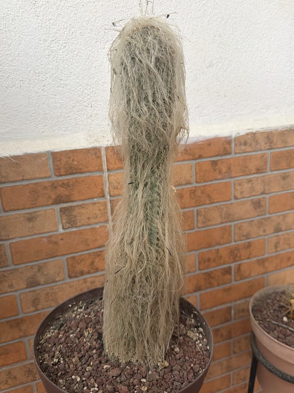 Indoor cactus garden displays spotted in Reforma, Mexico