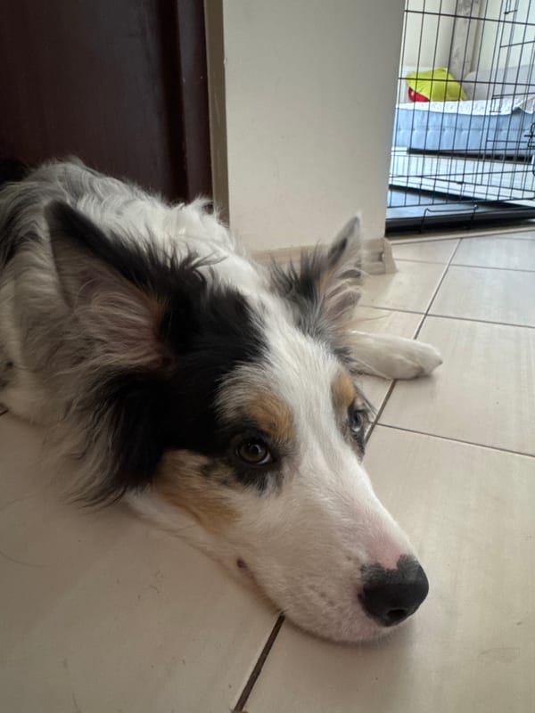 Australian Shepherd chilling at home in Kielce