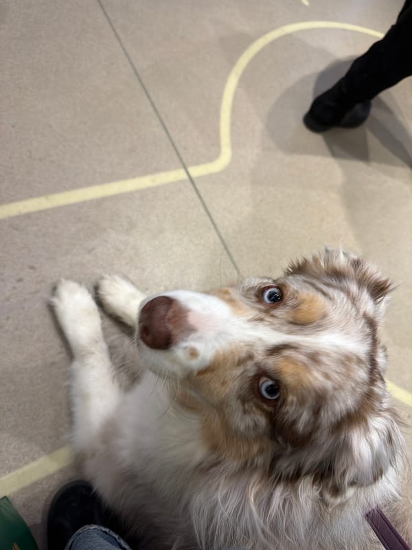 Australian Shepherd with blue eyes rests on Montreal floor