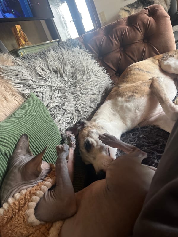 Quiet afternoon nap time captured with pets in Konz