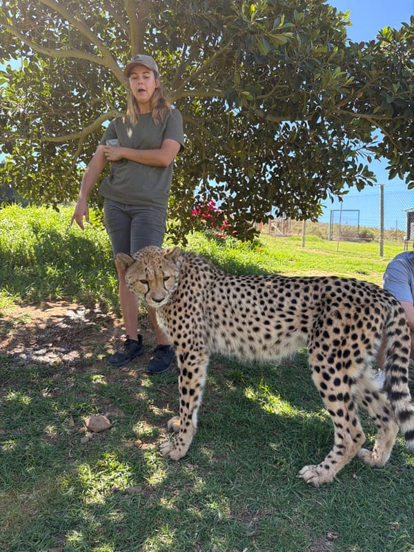 Woman encounters cheetah at South African wildlife facility