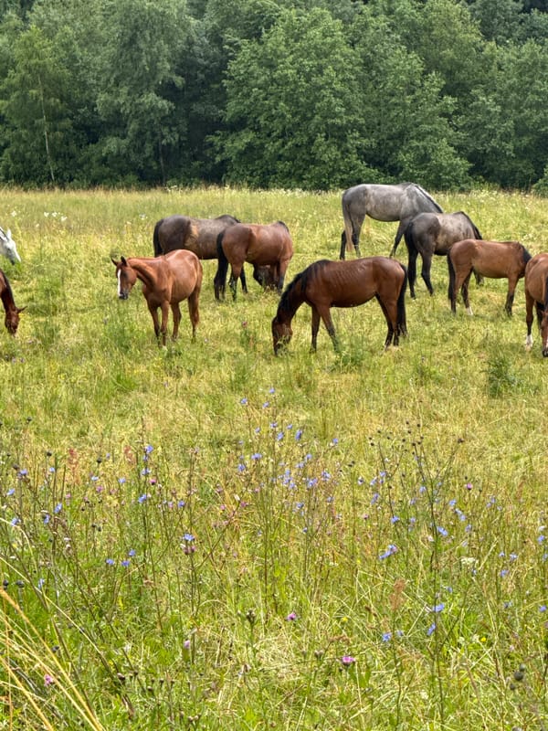 Mixed herd grazing in a wildflower meadow, Galinė, Lithuania