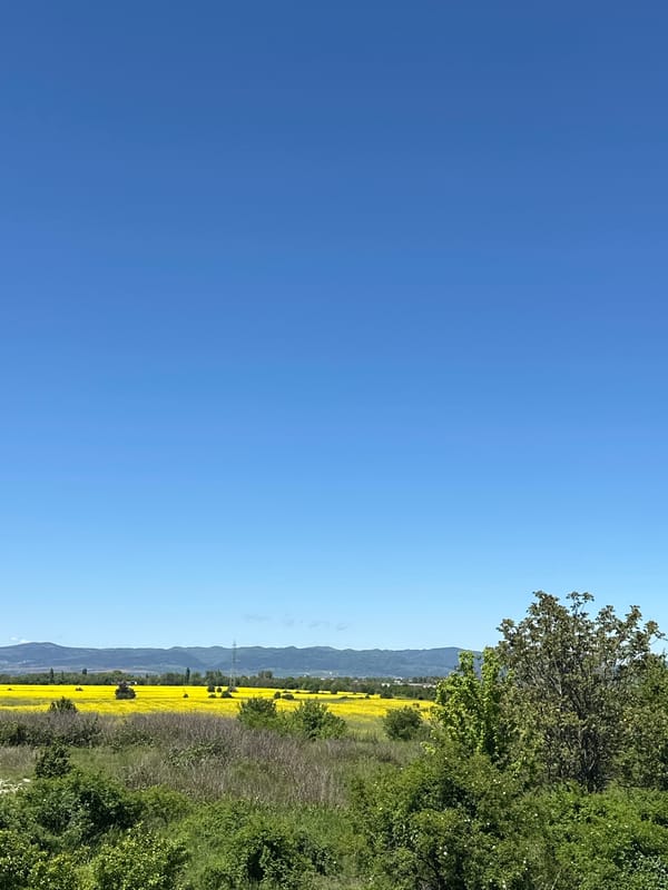 Rural rapeseed field captured near Sofia under clear skies
