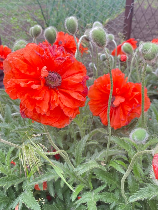 Spring afternoon scenes: blooming poppies, grilling, cats in garden