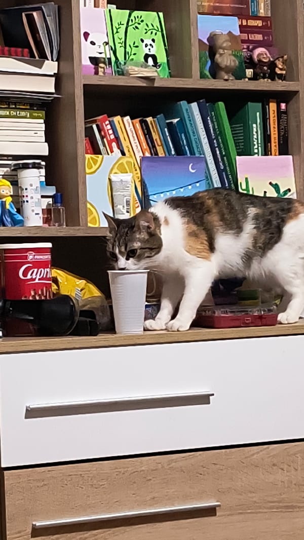 Cat spotted balancing on cluttered bookshelf in Sofia