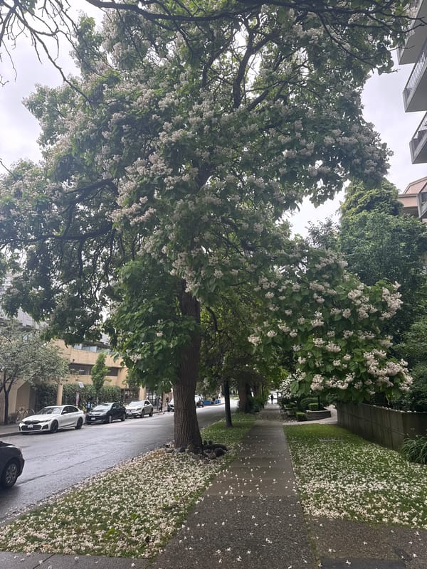 West End Vancouver: heritage homes, brutalist towers, rainy streets