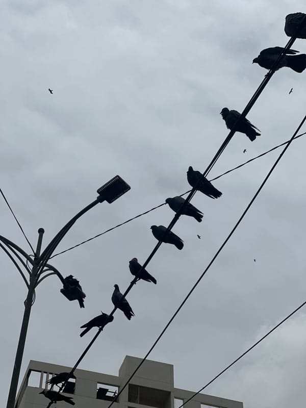 Pigeons on wires, cloudy skies, and a still Karachi morning