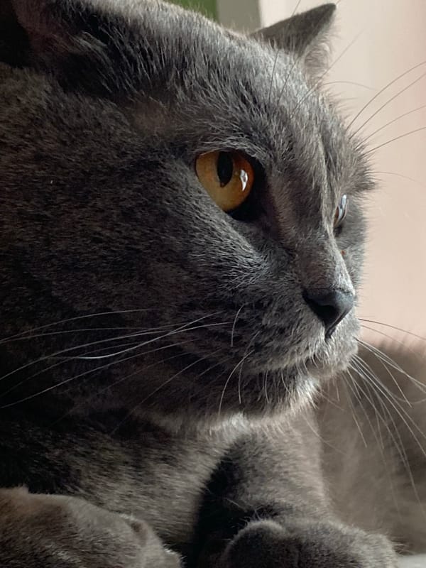 Gray cat and rose bouquets photographed in Votkinsk