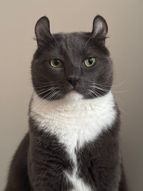 Curly-eared cat photographed in playful poses around Vladivostok home