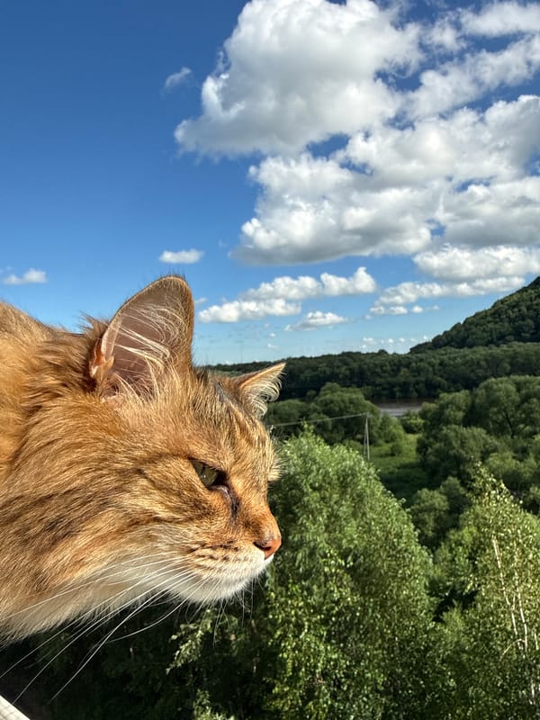 Ginger cat overlooks a sunny Birobidzhan hillside