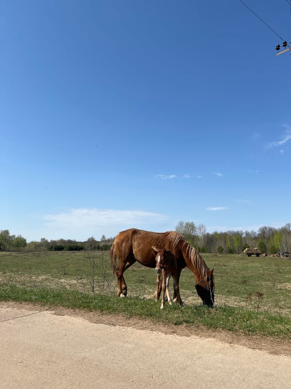 Mare and foal graze peacefully in Russian countryside field