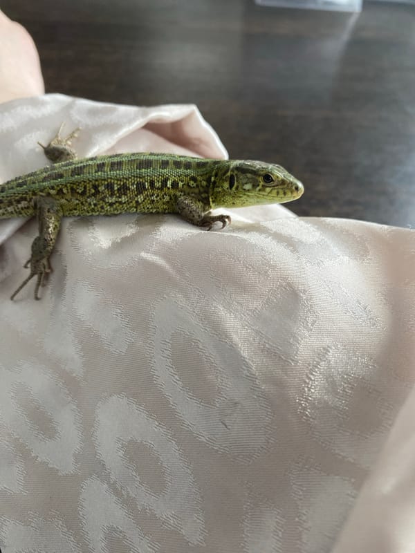 Person encounters small lizard in Russian forest