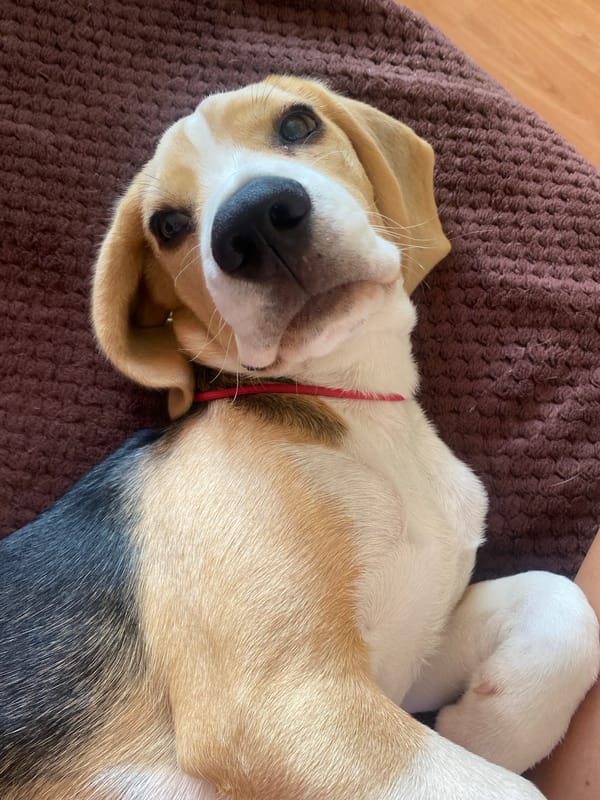 Rainy morning at home in Perm with a beagle puppy