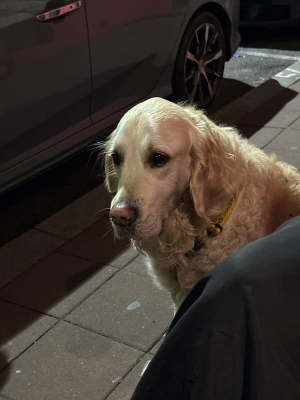 Evening dog-friendly cafe gathering observed in Belgrade streets