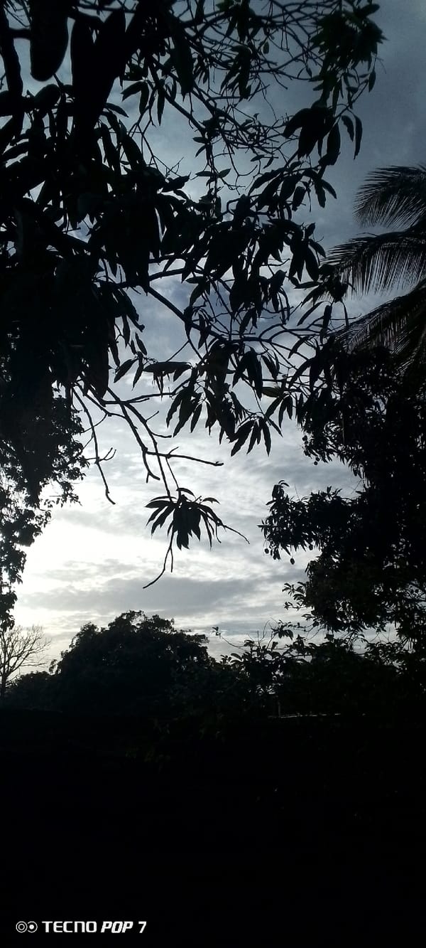 Dusk sky through tree canopies in Altagracia, Venezuela