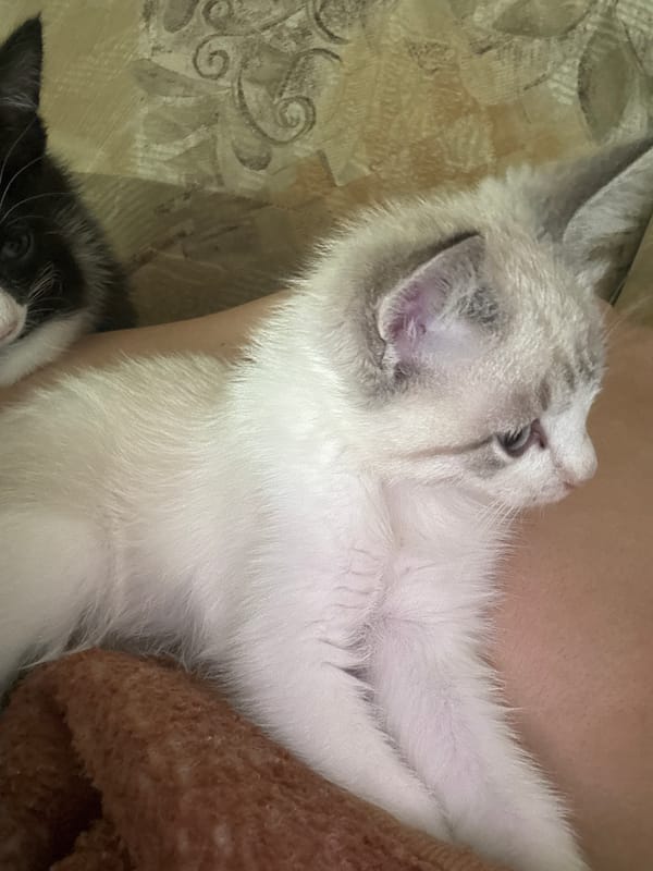 Slow morning in with kittens and couch selfies