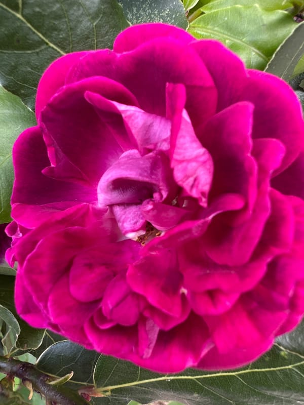 Garden roses photographed and touched in Sesto Campano
