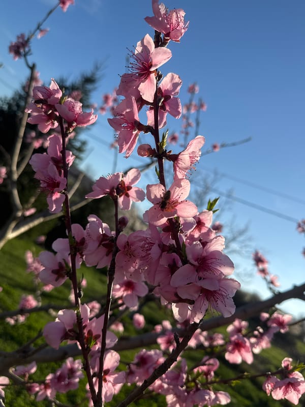 Spring magnolia blossoms observed in Baiachevo, Bulgaria